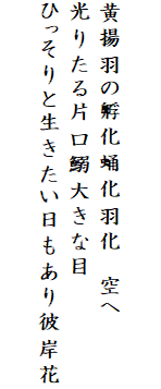 

黄揚羽の孵化蛹化羽化　空へ
光りたる片口鰯大きな目
ひっそりと生きたい日もあり彼岸花
